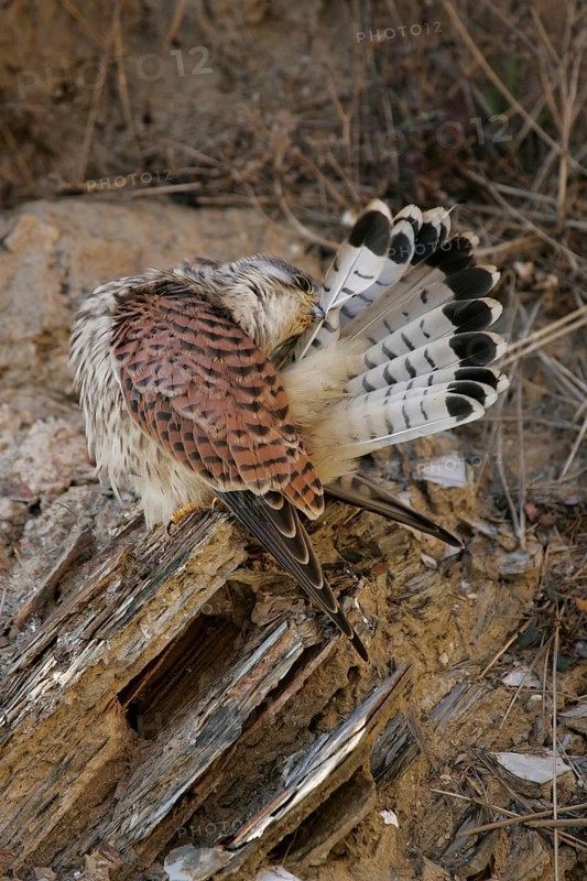 Common common kestrel