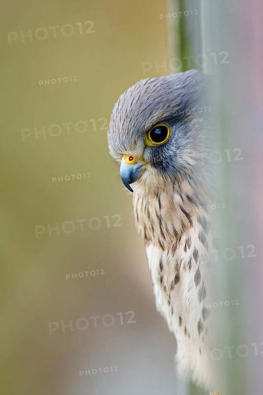 Common common kestrel