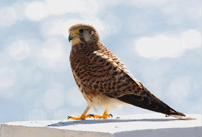 Common common kestrel
