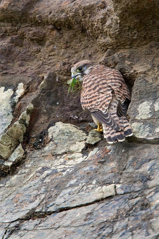 Common Kestrel