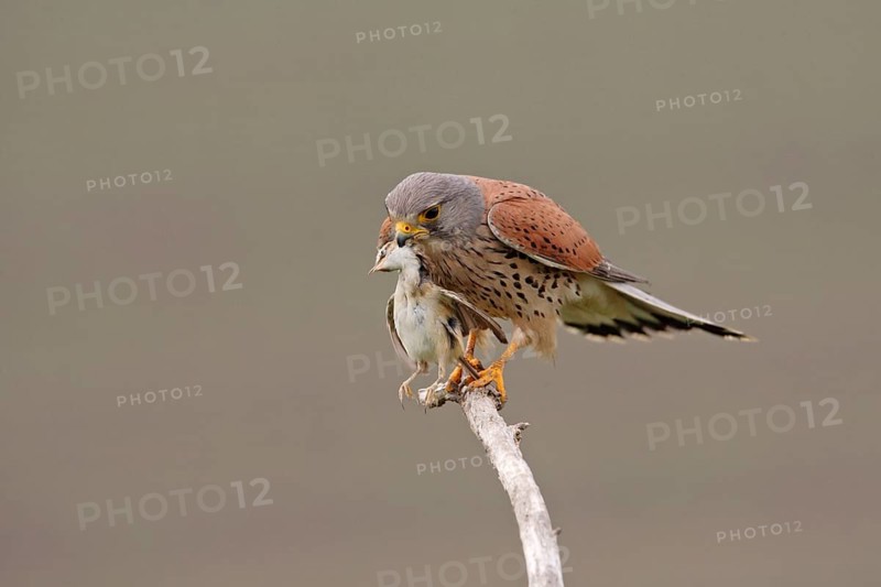 Common kestrel