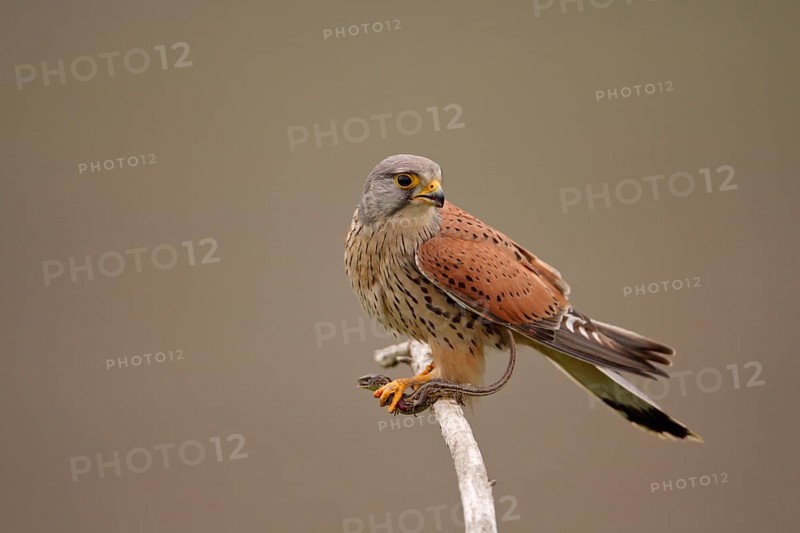 Common kestrel