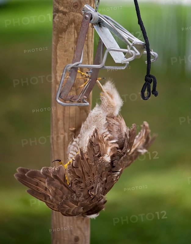 Common kestrel