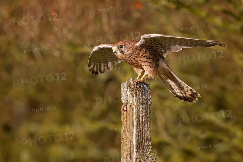 Common common kestrel
