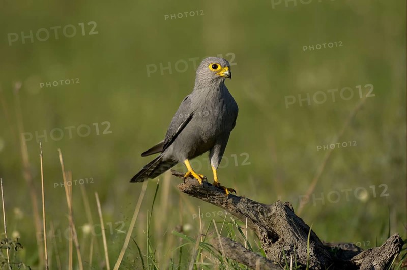 Grey kestrel