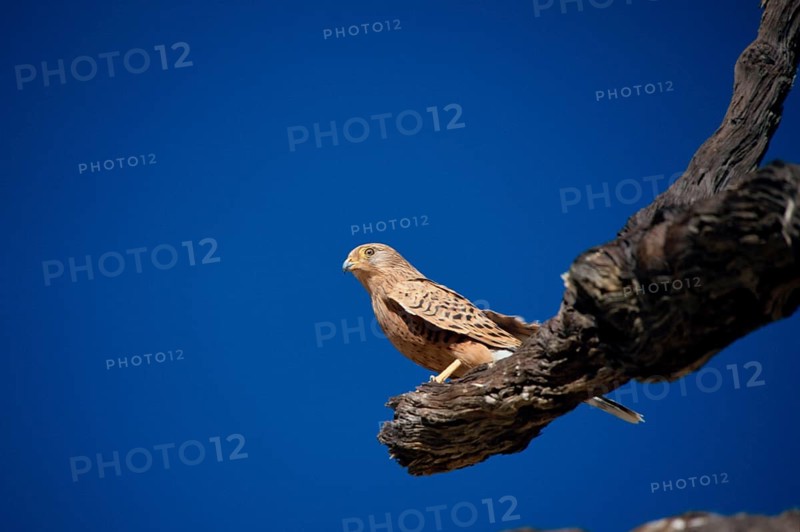 White-eyed Falcon