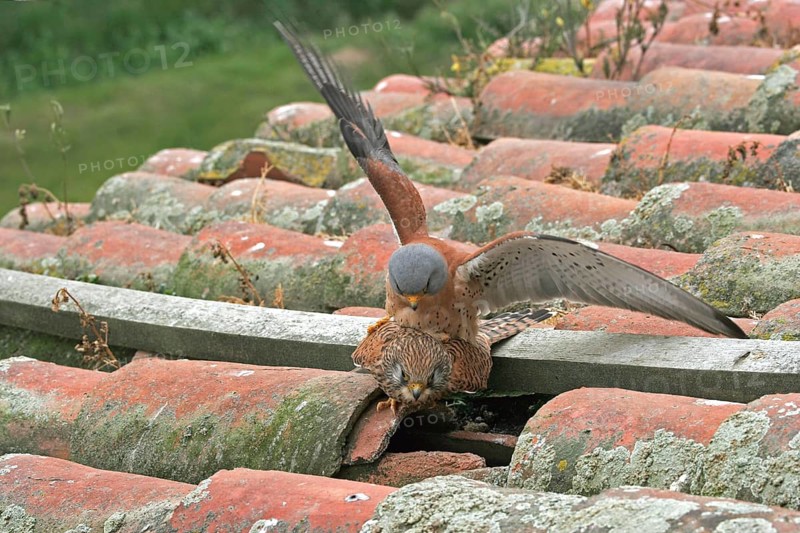 Lesser Kestrel