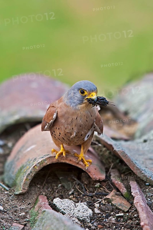 Lesser lesser Common Kestrel
