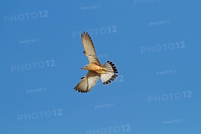 Lesser Kestrel