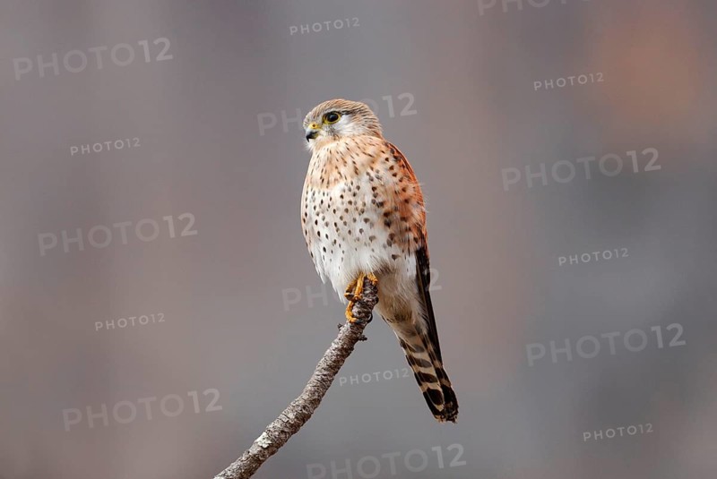 Madagascar Kestrel