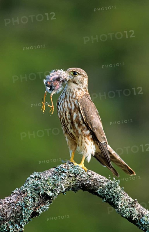 Merlin