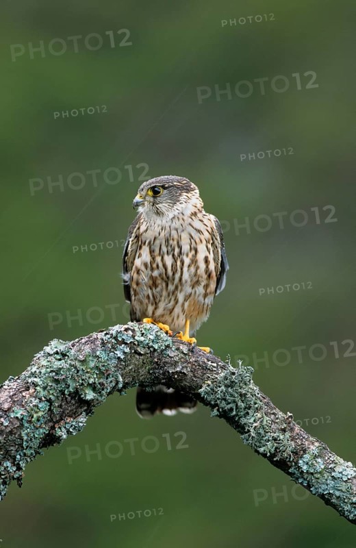 Merlin
