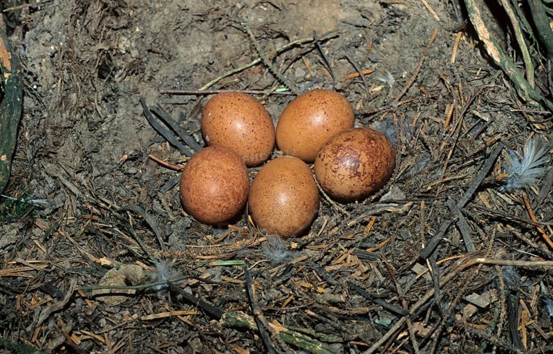Nest and eggs of merlin