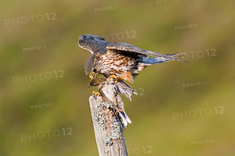 Merlin