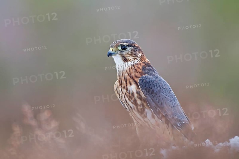 Merlin