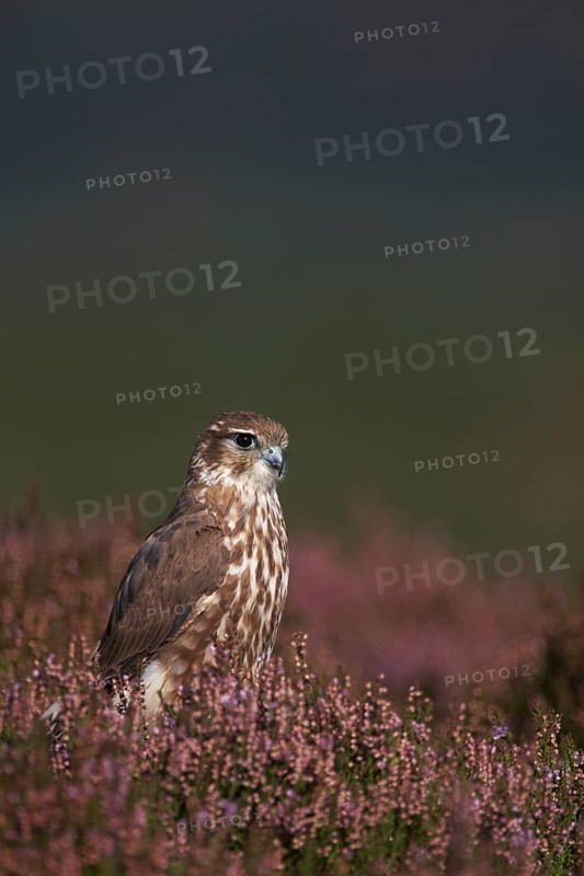 Merlin