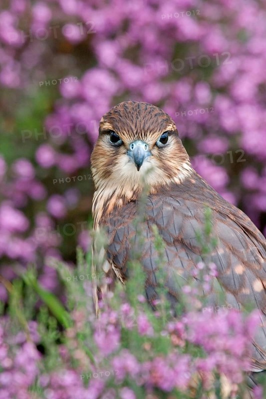 Merlin