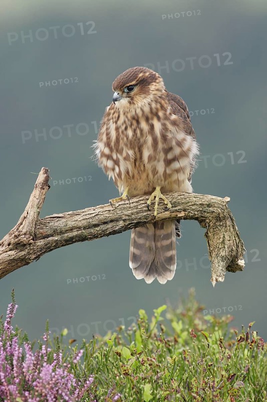 Merlin