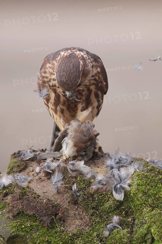 Merlin