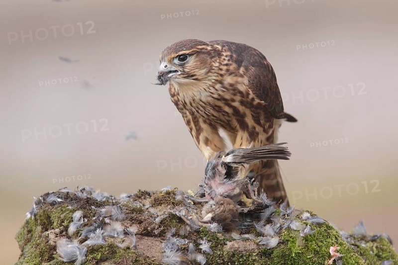 Merlin