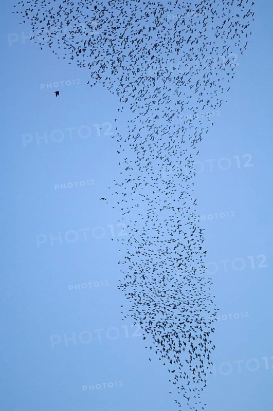 Common Starling