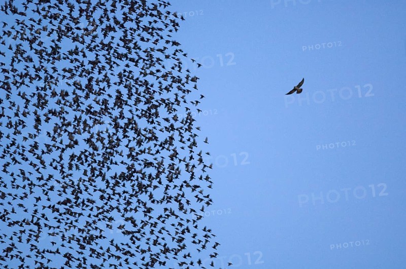 Common Starling