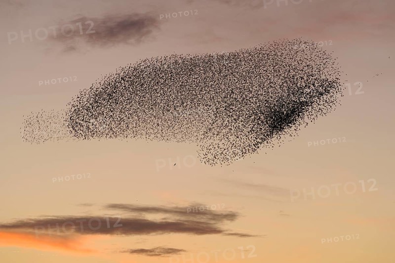 Common common starling
