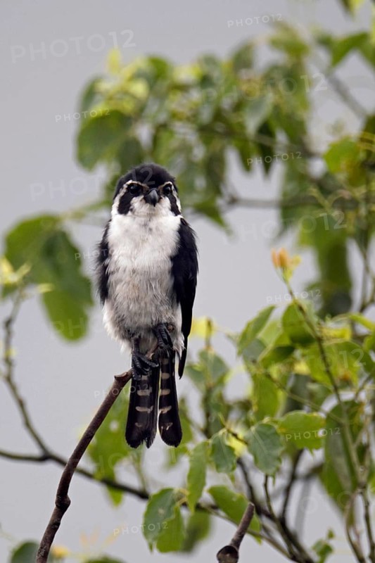 Pied Falconet