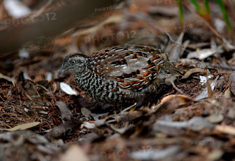 Black-breasted Buttonquail