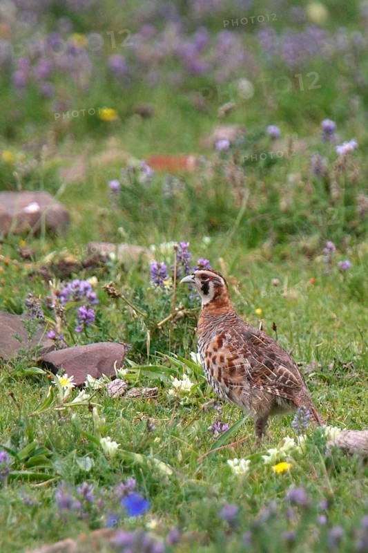 Tibetan Partridge