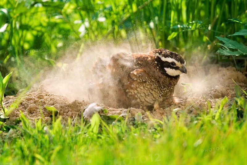 Northern Bobwhite