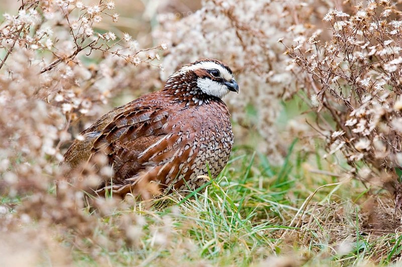 Northern Bobwhite