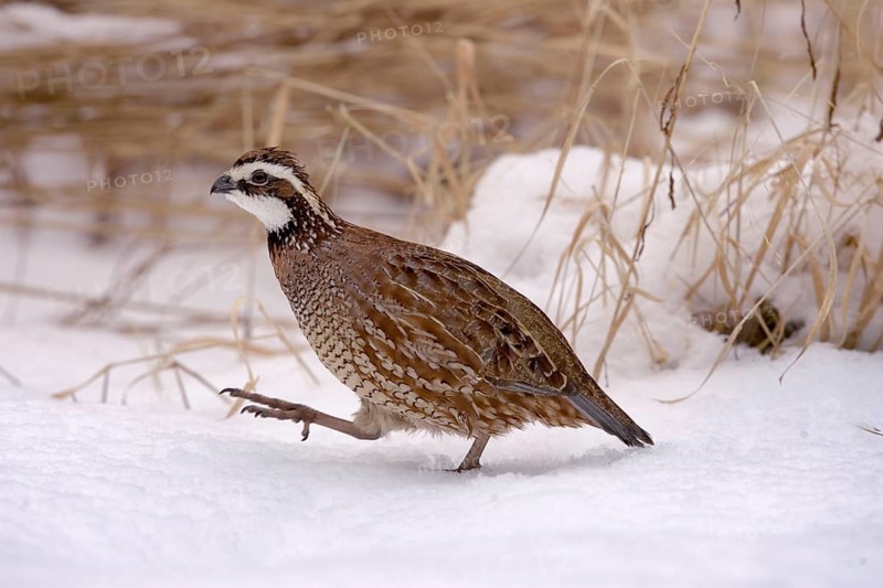 Northern Bobwhite