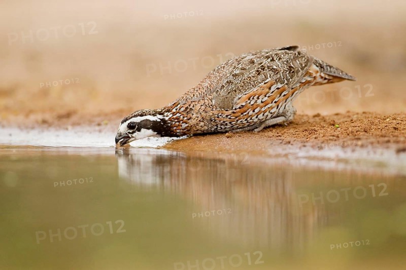 Virginia quail