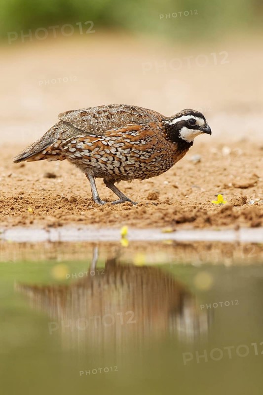 Virginia quail