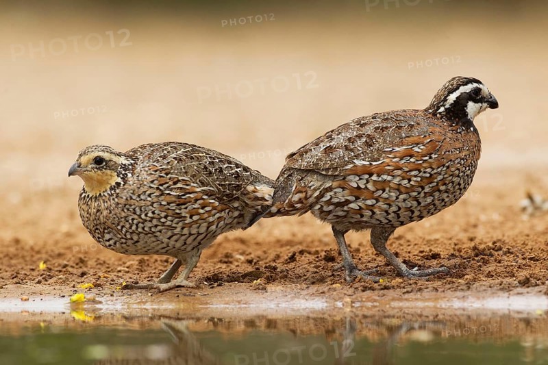 Virginia quail