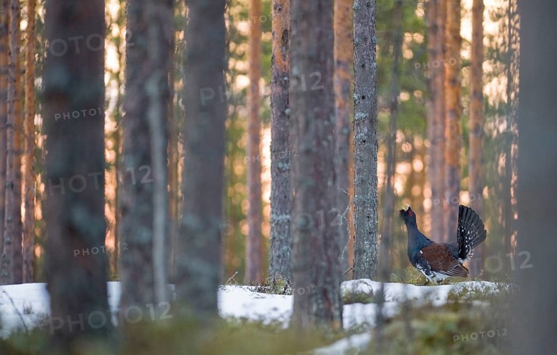 Capercaillie