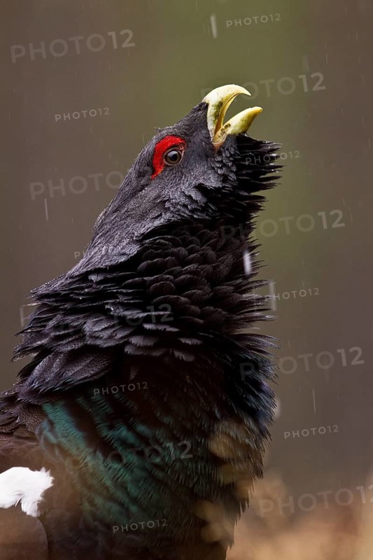 Western western capercaillie