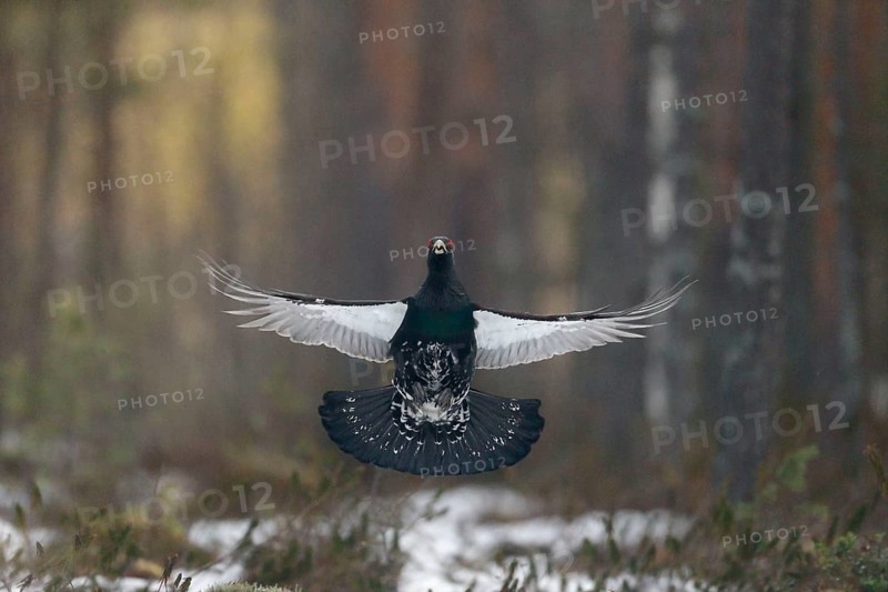 Auerhuhn