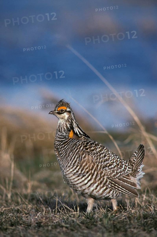 Greater prairie chicken
