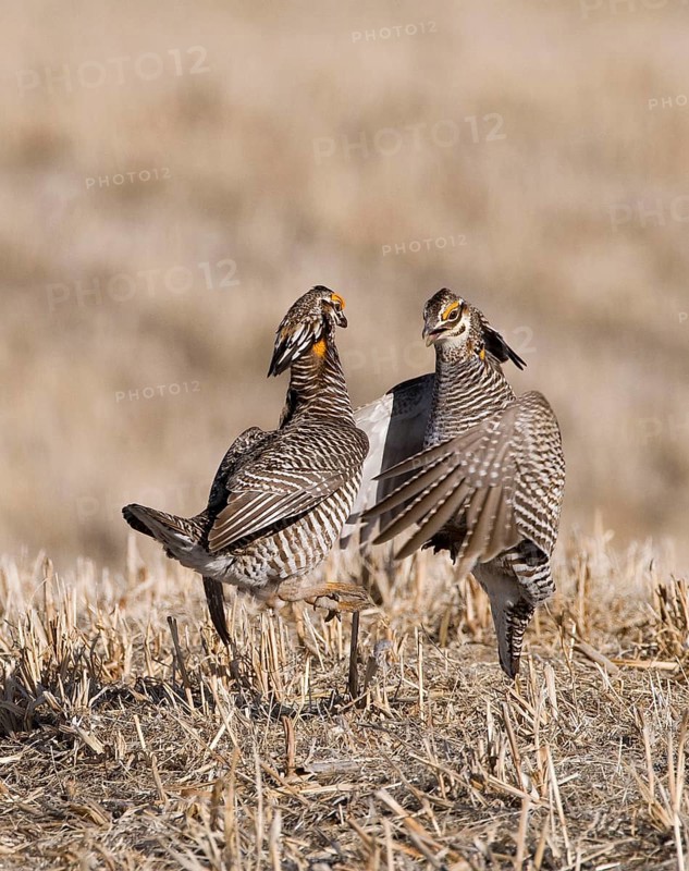 Greater prairie chicken