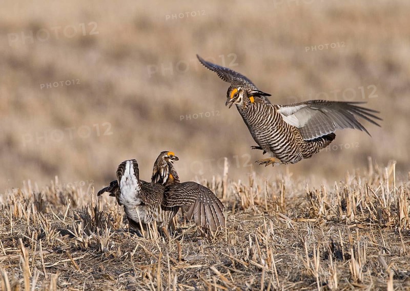 Greater prairie chicken