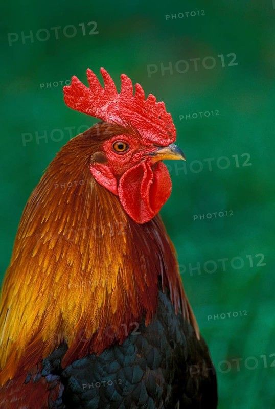 Red junglefowl