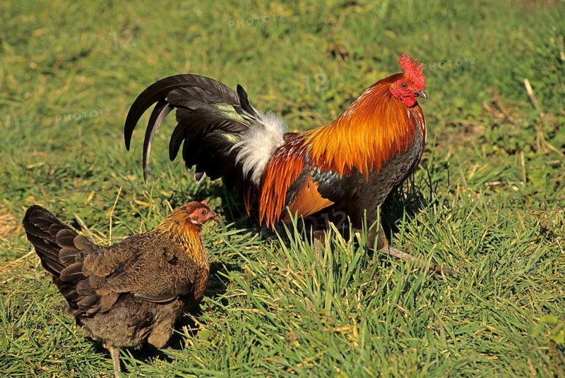 Red junglefowl