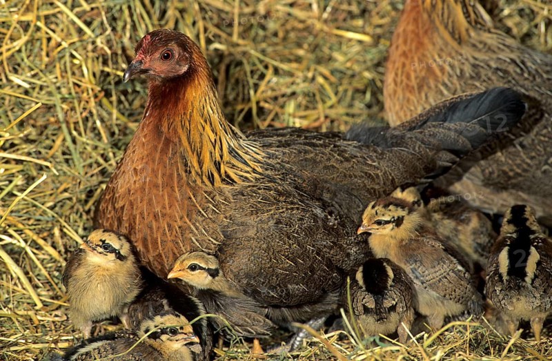 Bankiva chicken