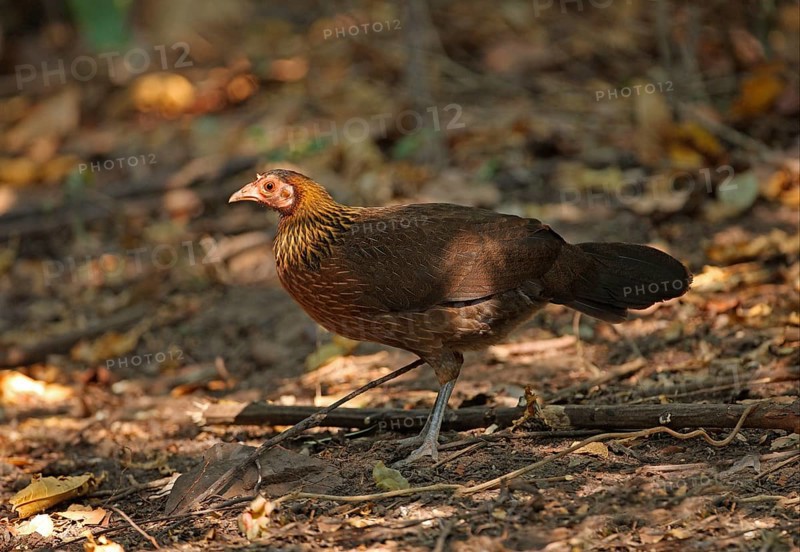 Bankiva chicken