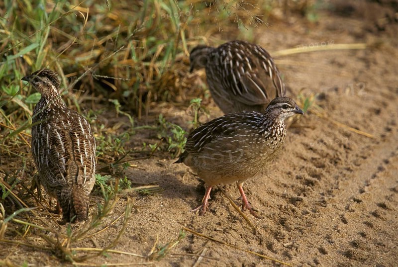 Crested francolin
