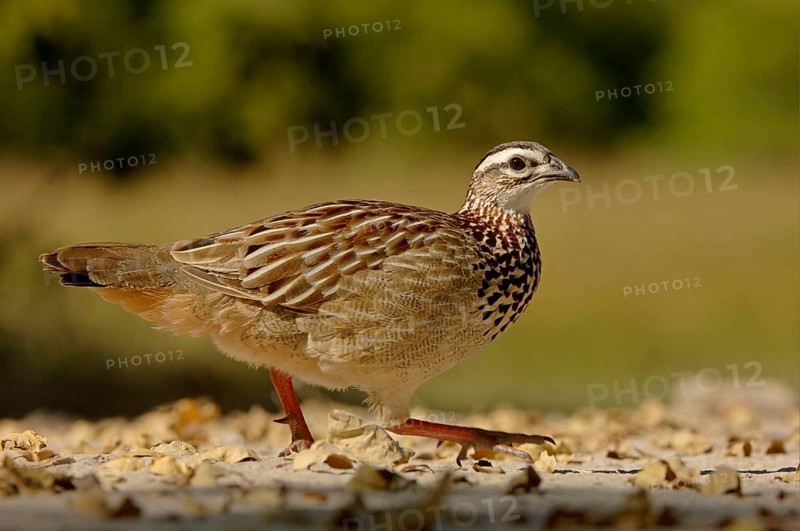 Crested francolin