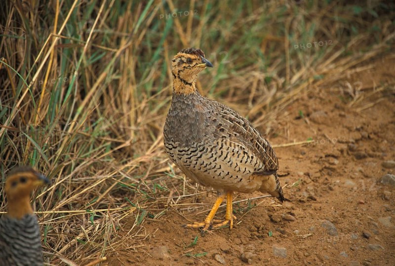 Coqui coqui francolin