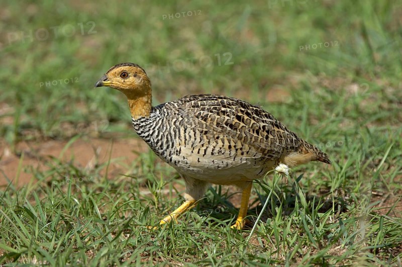Coqui coqui francolin